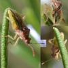 Rhopalus lepidus